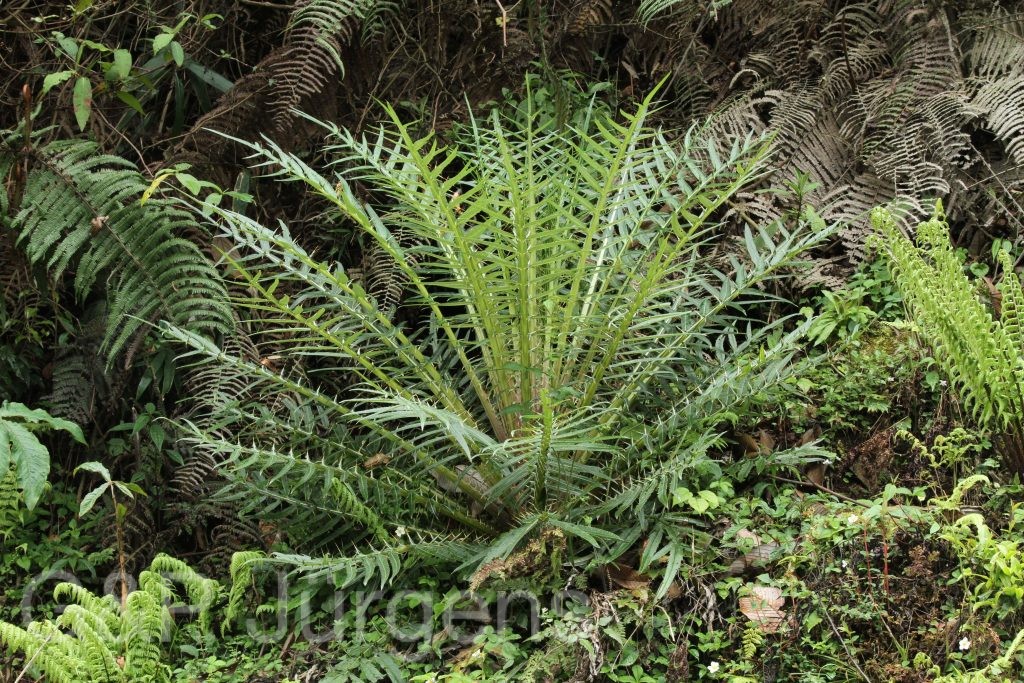 Bhutan2014 204