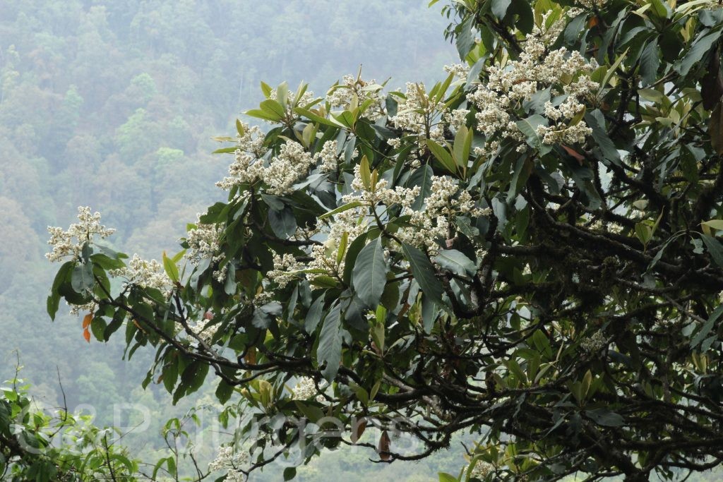Bhutan2014 208