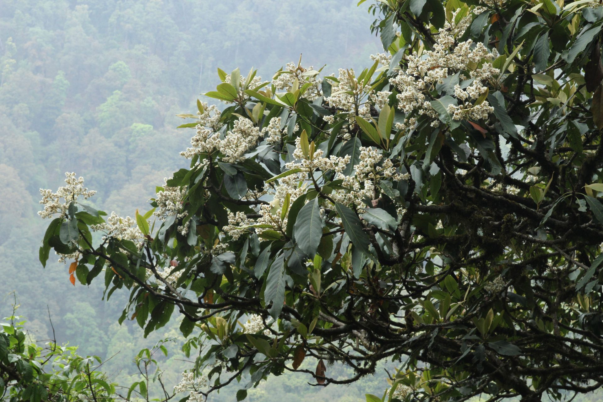 Photinia beauverdiana — Rosaceae