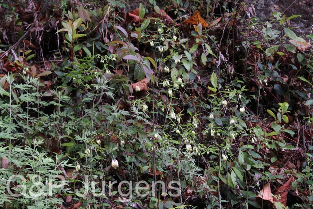 Bhutan2014 212