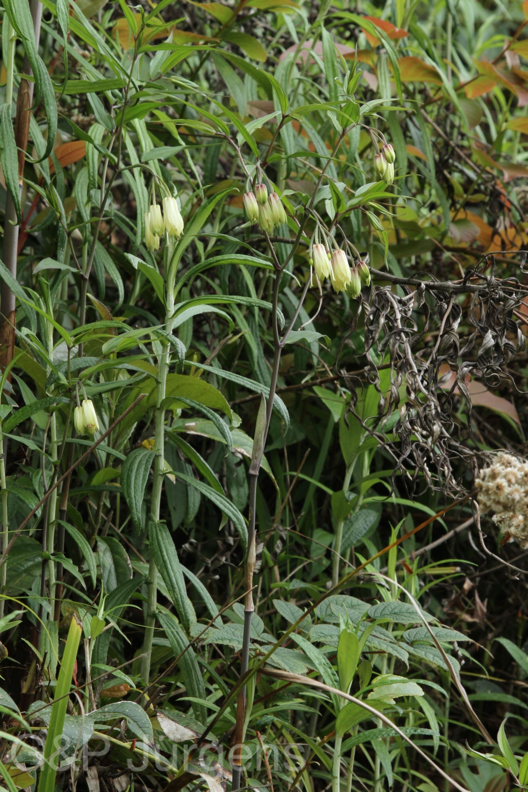 Disporum leucanthum — Colchicaceae