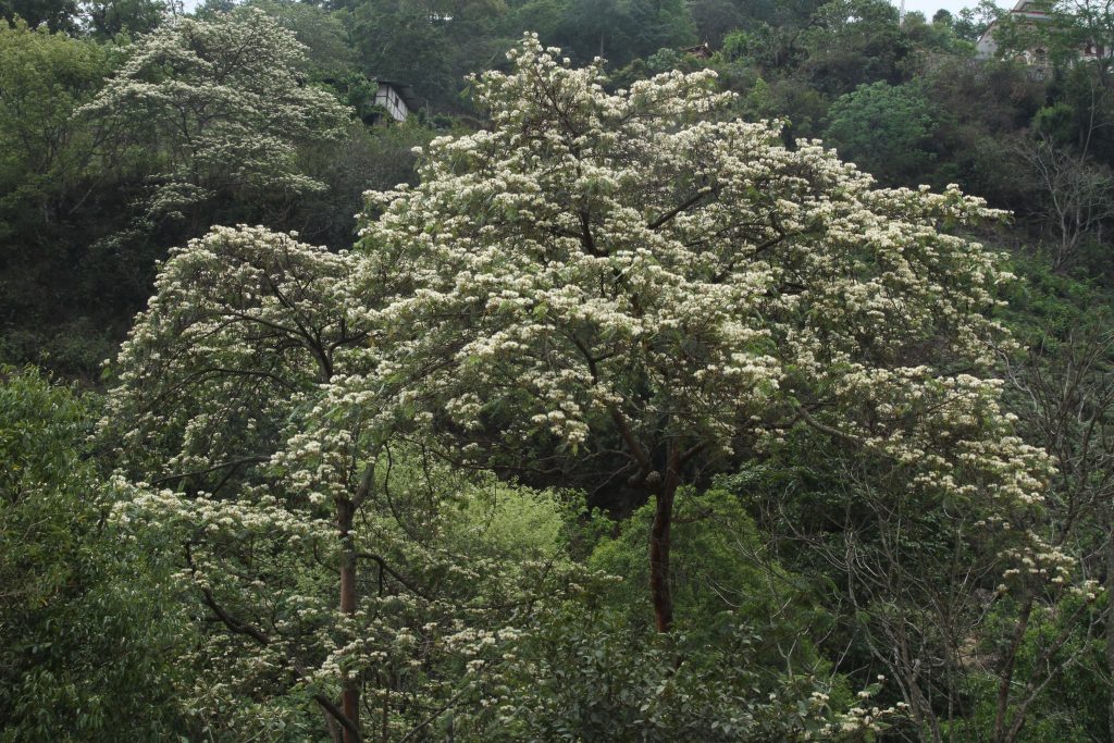 Bhutan2014 224