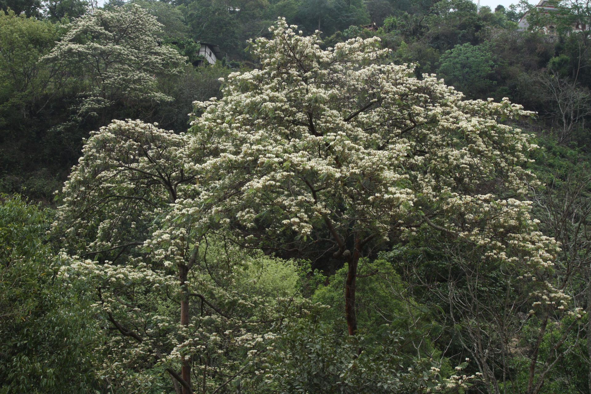 Albizia sherriffii — Fabaceae