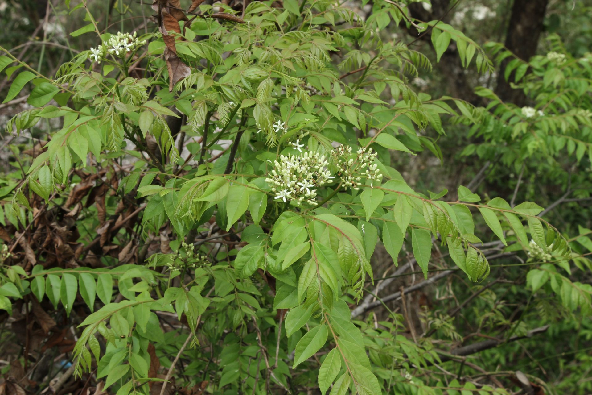 Murraya koenigii — Rutaceae