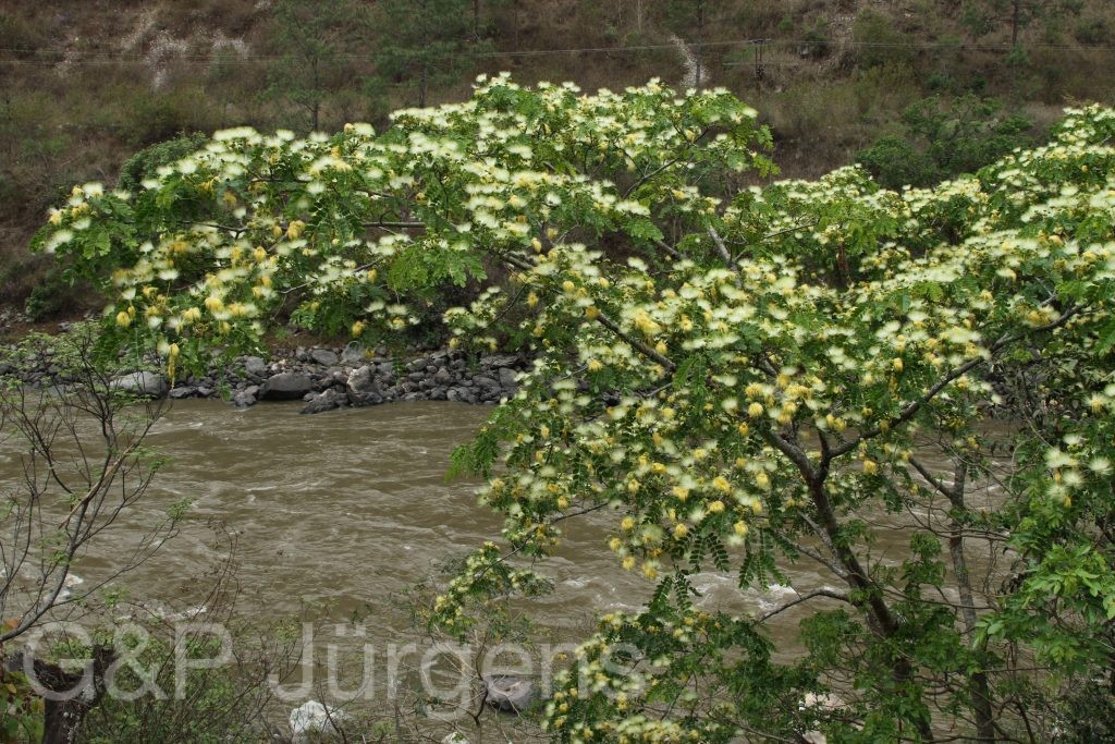 Bhutan2014 238