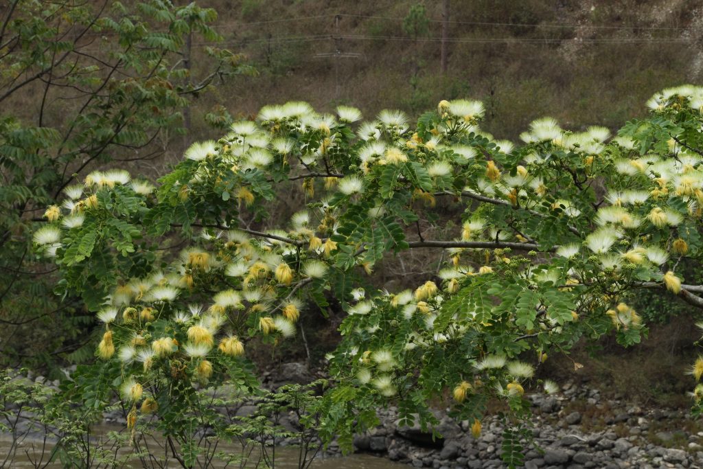 Bhutan2014 240
