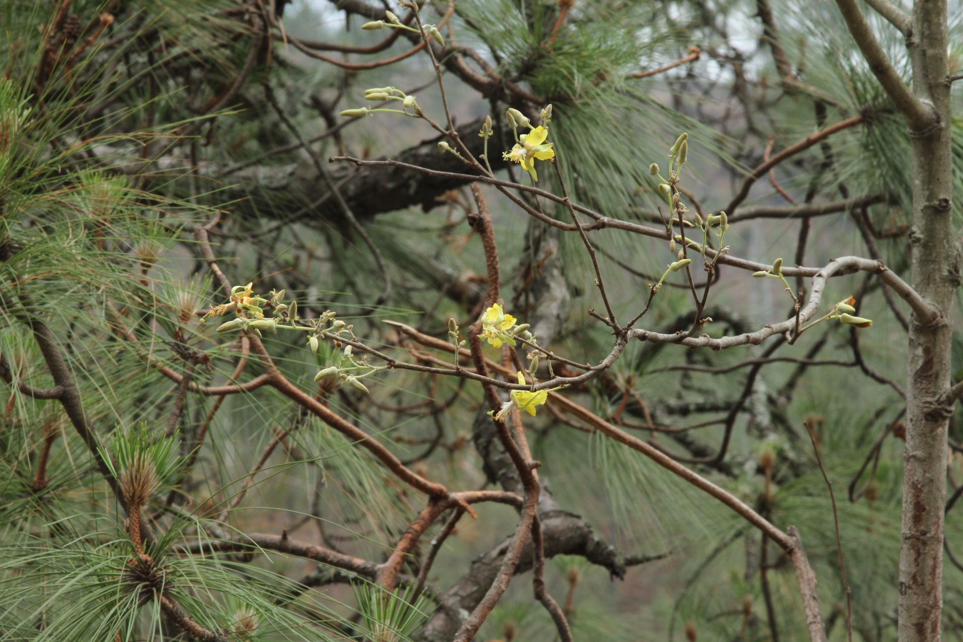 Nayariophyton zizyphifolium — Malvaceae