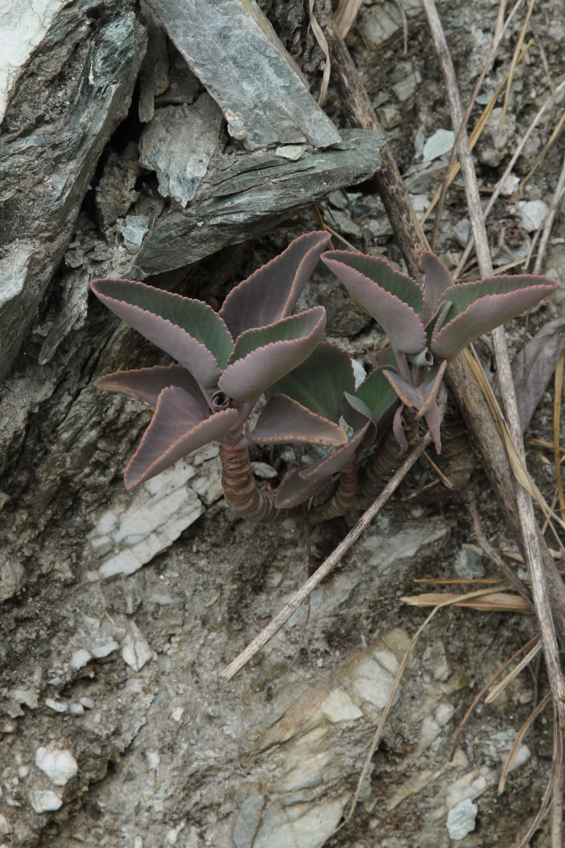 Kalanchoe integra — Crassulaceae