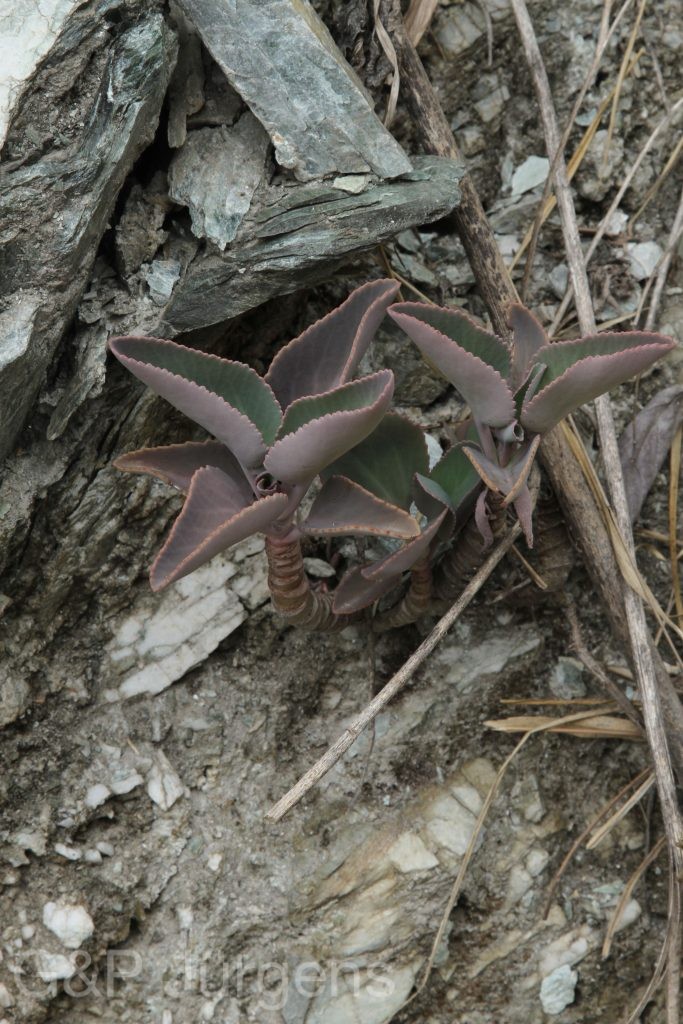Bhutan2014 260
