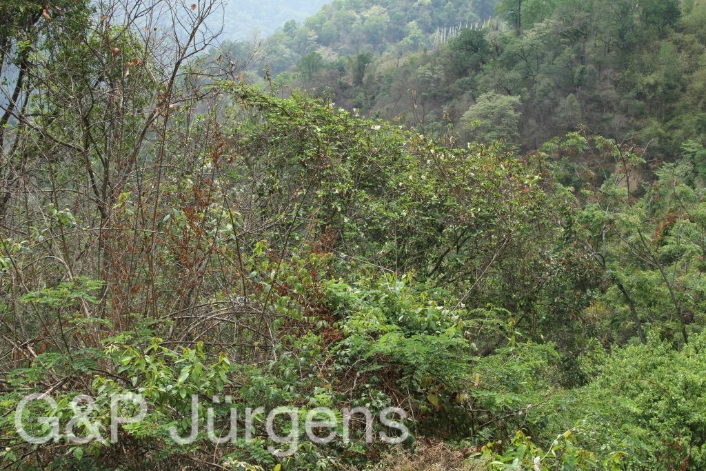 Bhutan2014 270