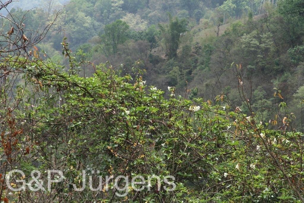 Bhutan2014 271