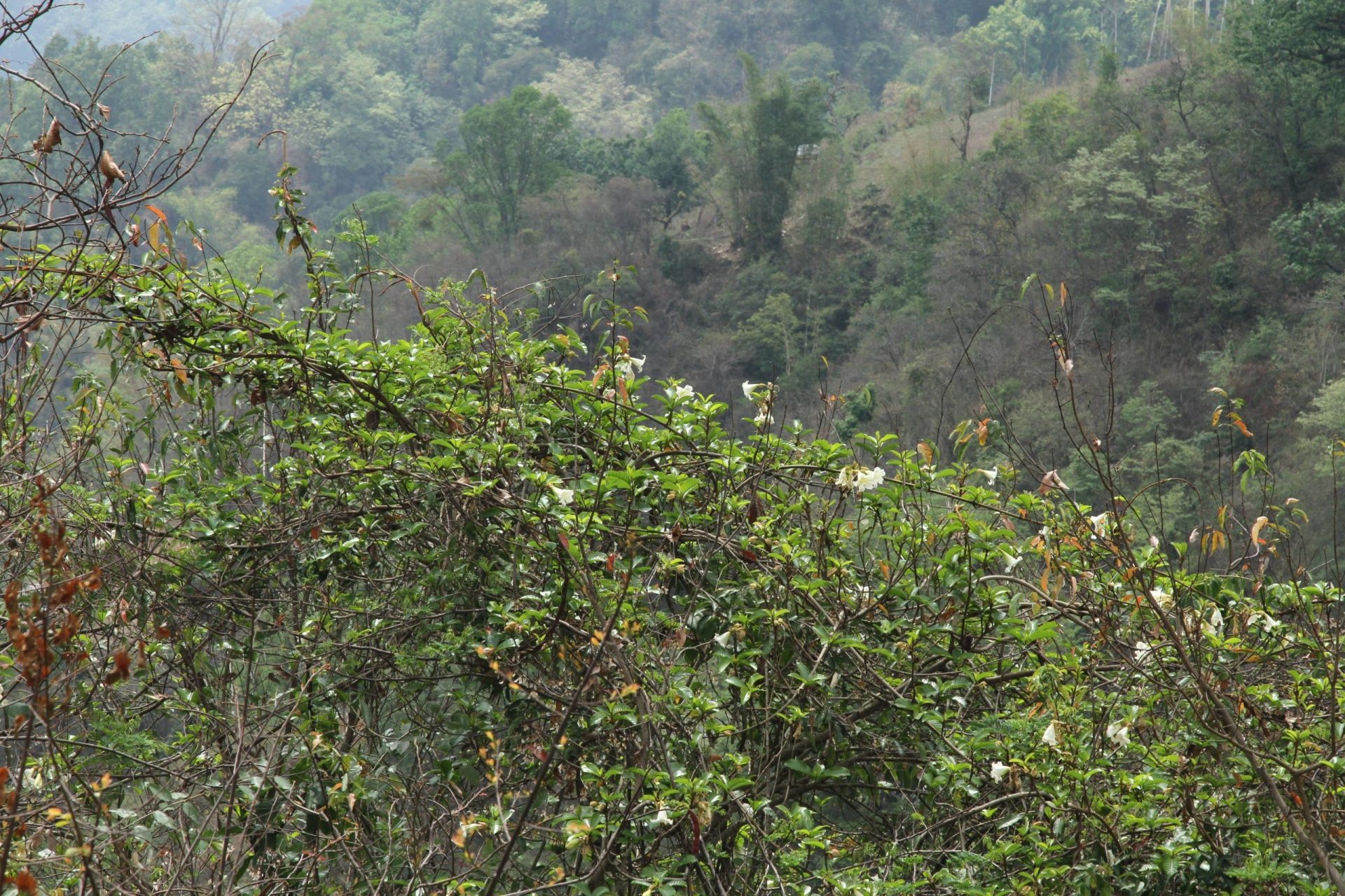 Beaumontia grandiflora — Apocynaceae