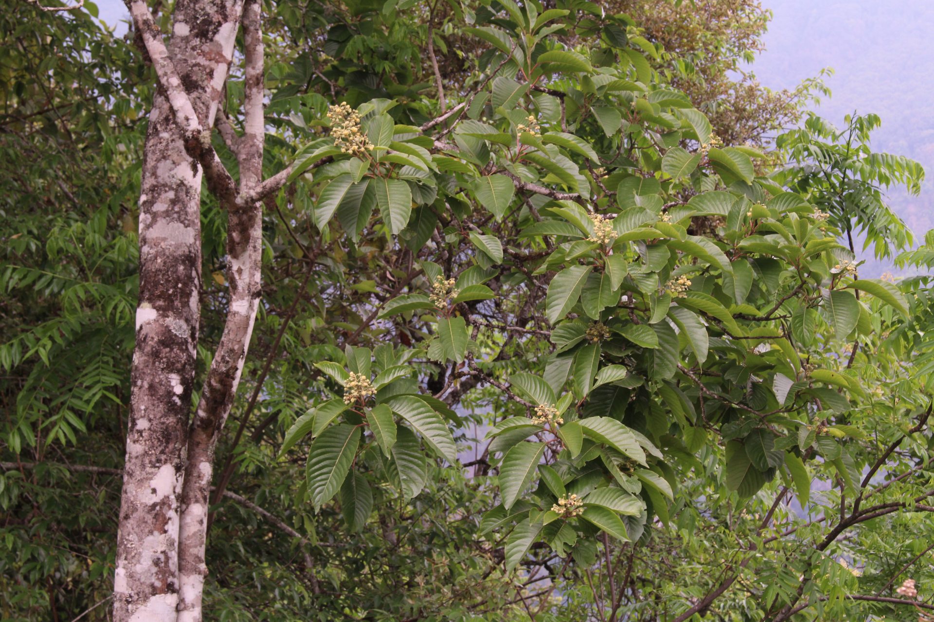 Eriobotrya petiolata — Rosaceae