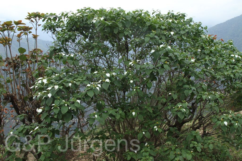 Bhutan2014 279