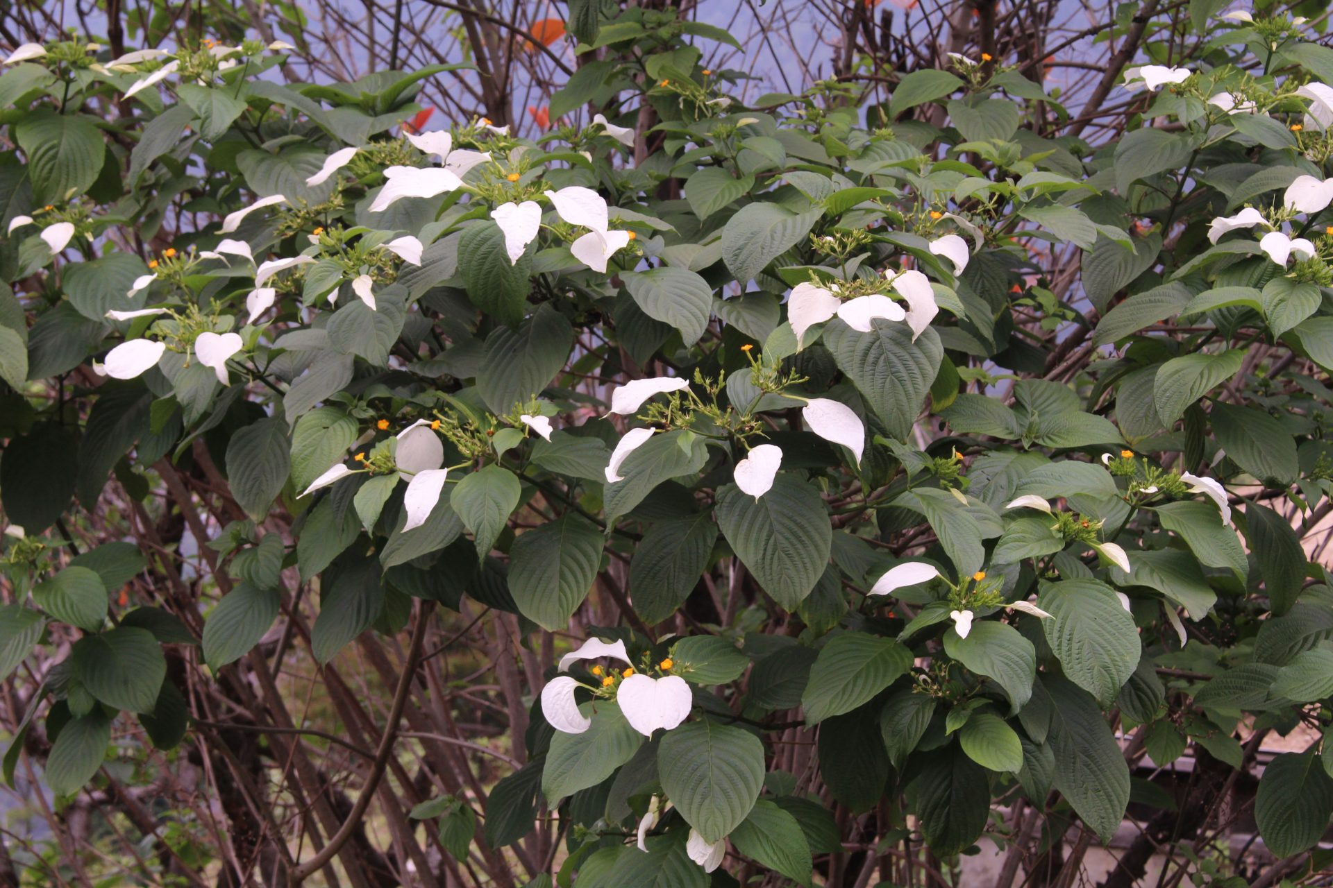 Mussaenda roxburghii — Rubiaceae