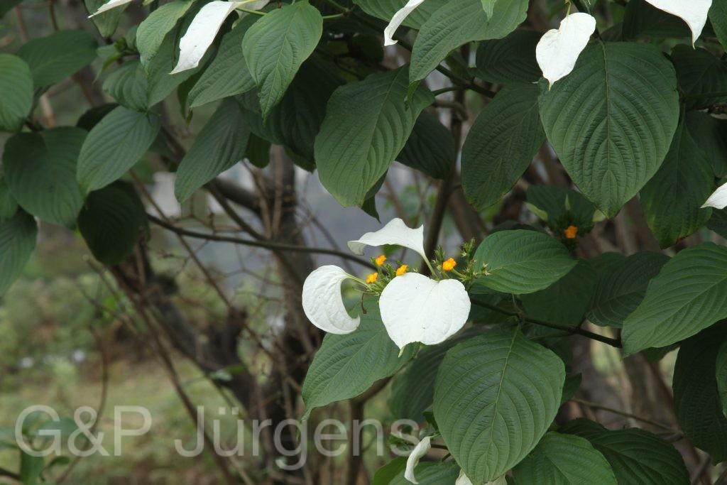 Bhutan2014 282