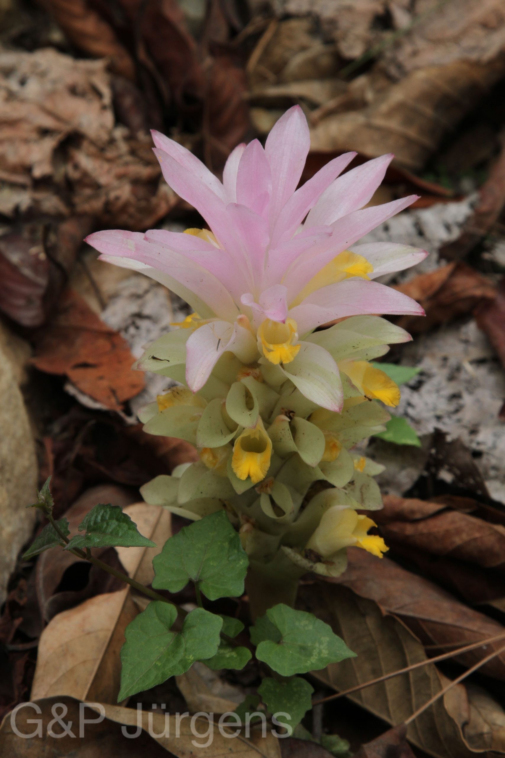 Curcuma aromatica — Zingiberacaea