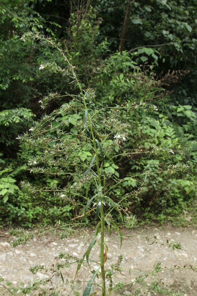 Bhutan2014 286