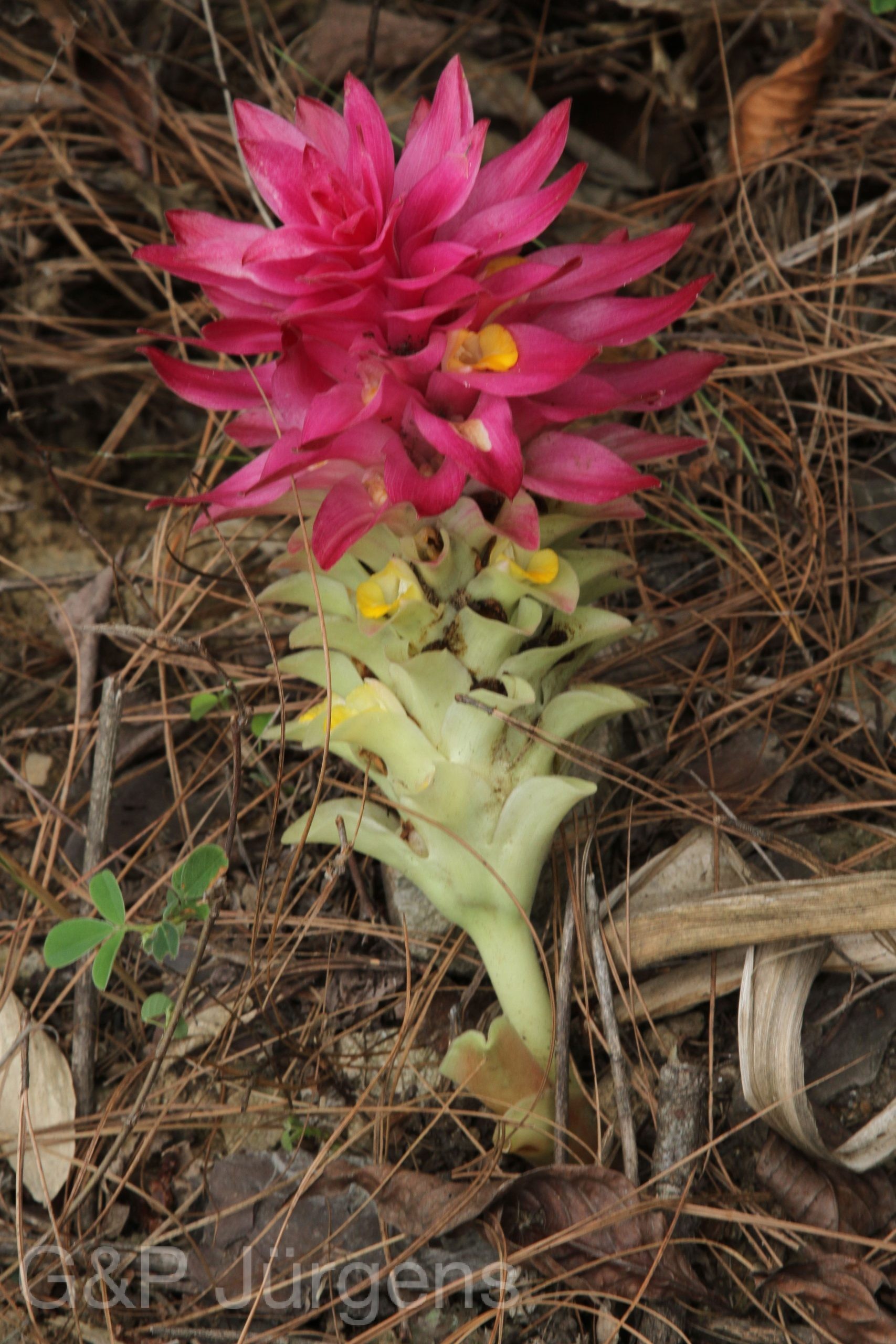 Curcuma zedoaria — Zingiberacaea