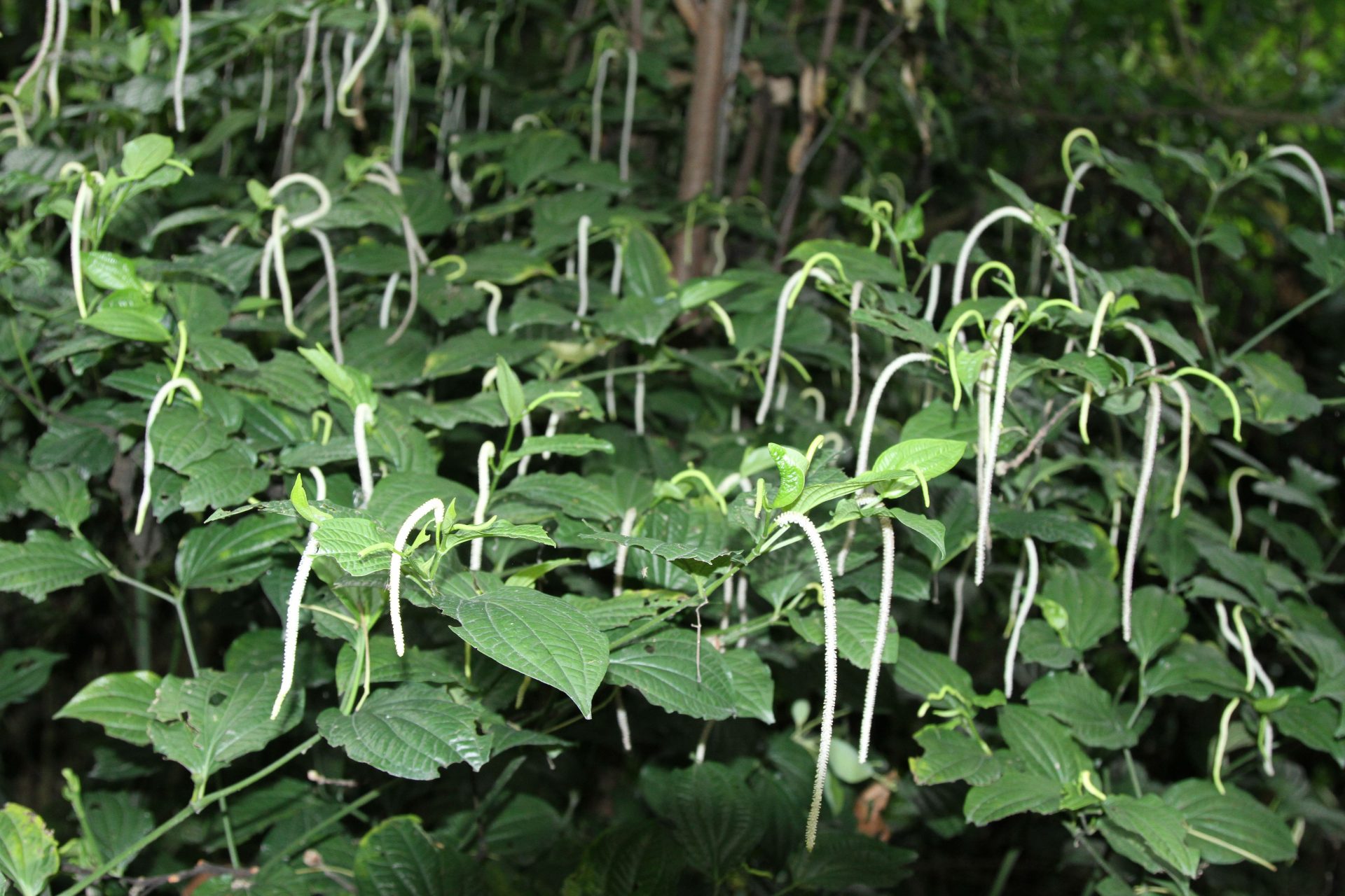 Piper suipigua — Piperaceae