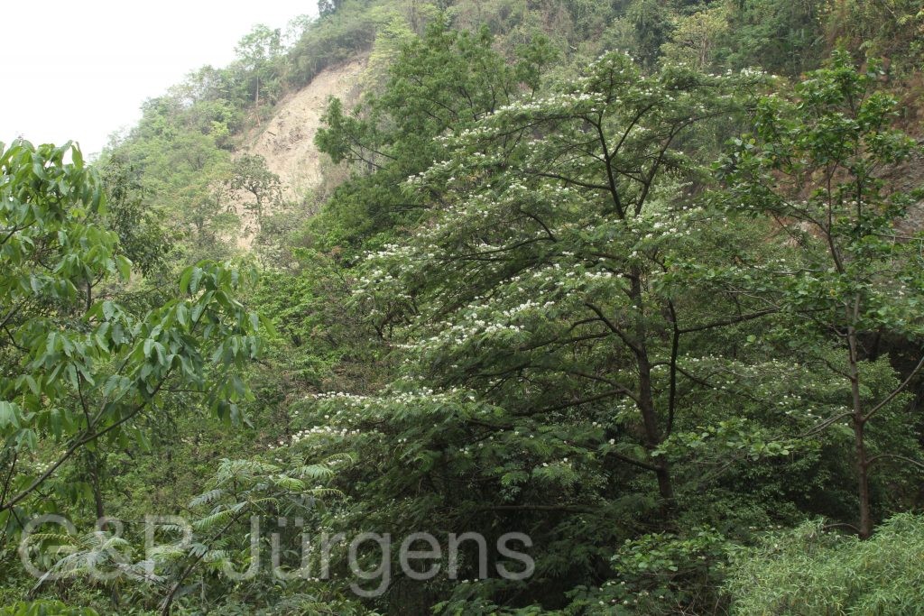 Bhutan2014 3