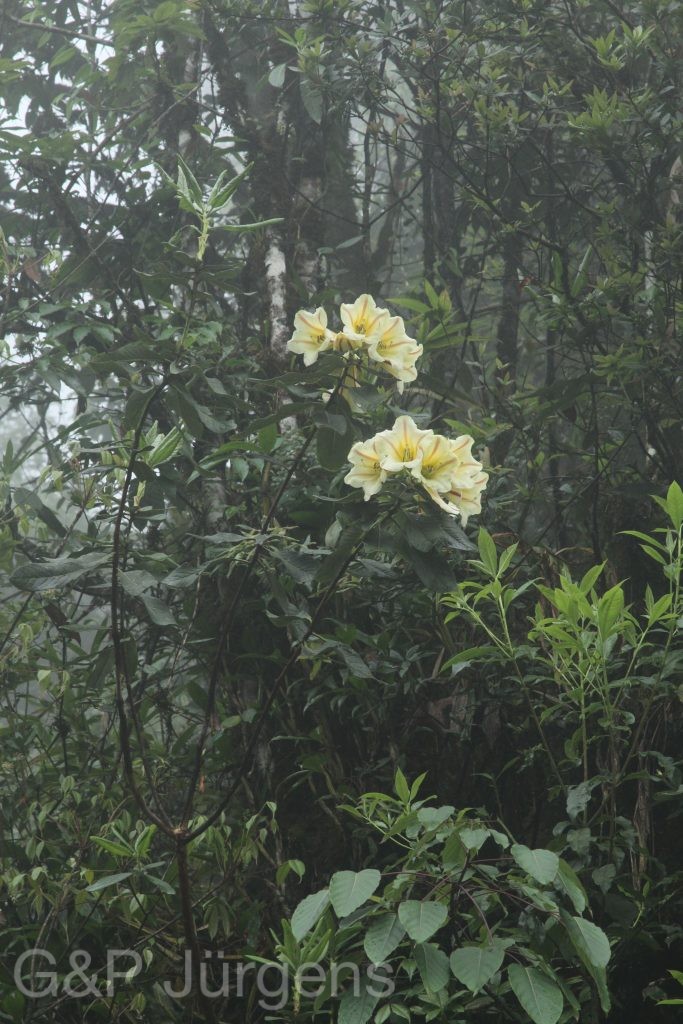 Bhutan2014 305