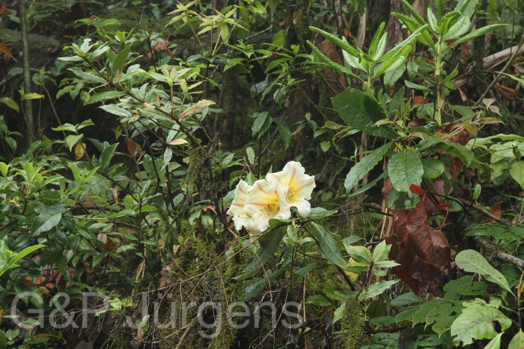 Bhutan2014 308