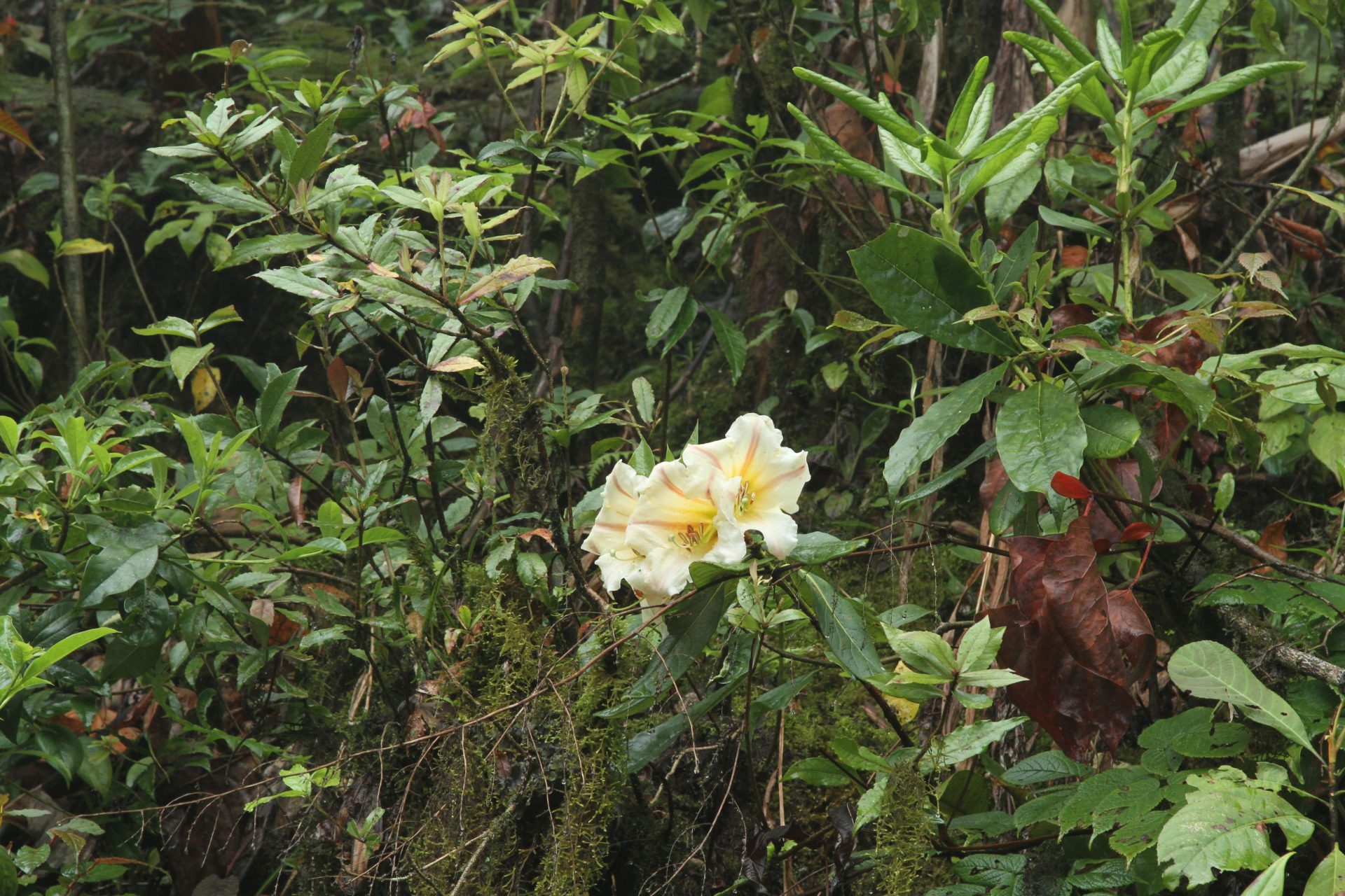 Rhododendron dalhousieae var. rhabdotum — Ericaceae