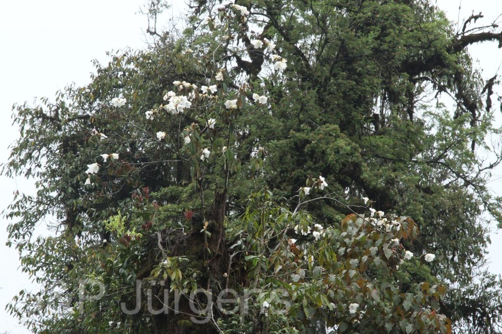 Bhutan2014 311