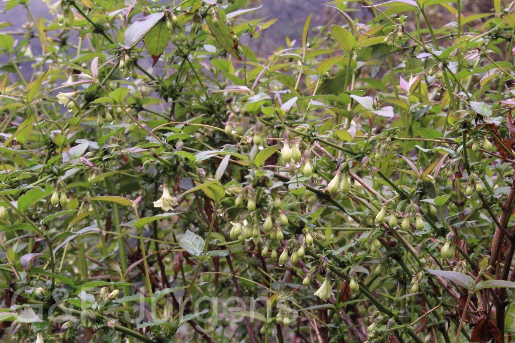 Bhutan2014 312