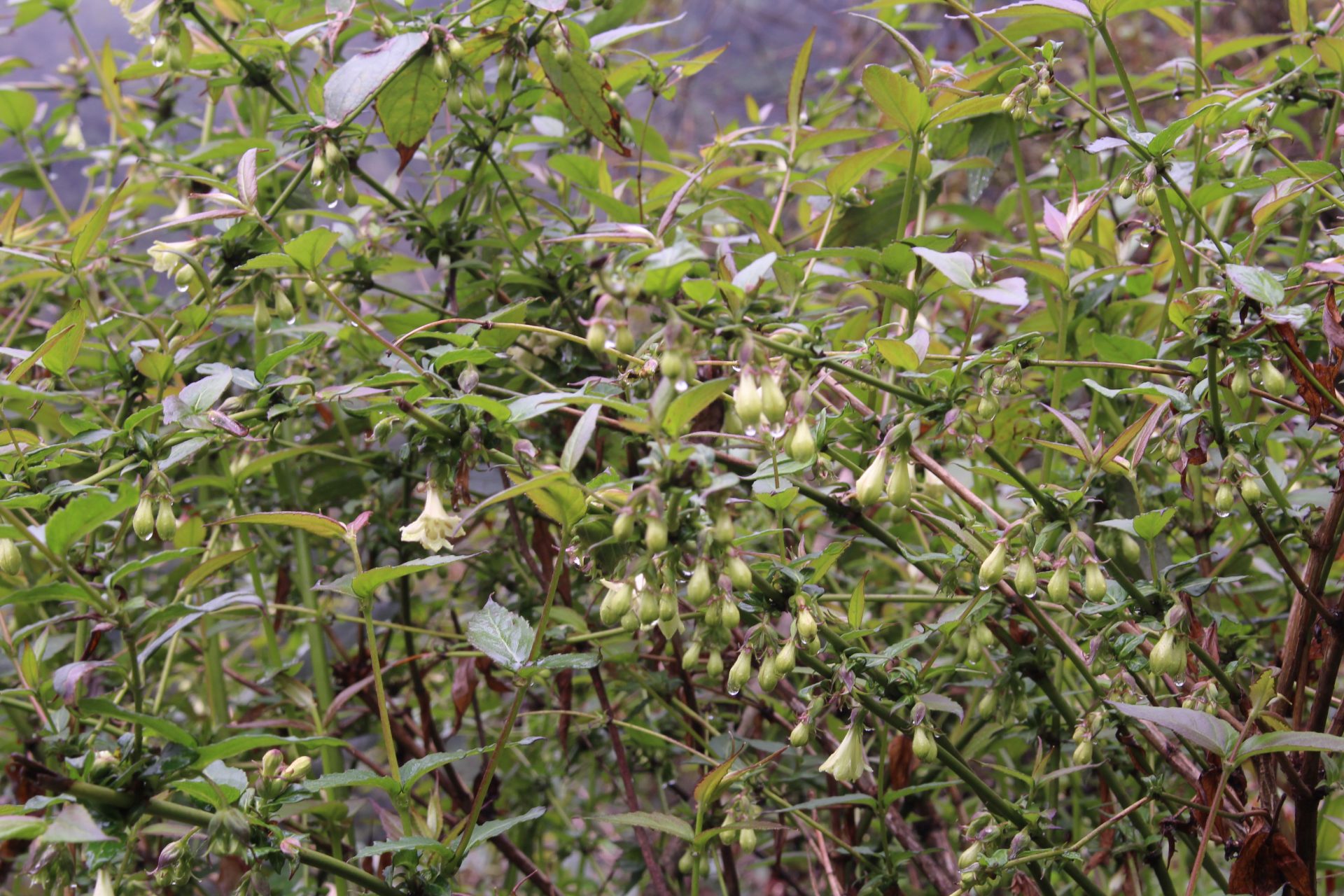 Leycesteria glaucophylla — Caprifoliaceae