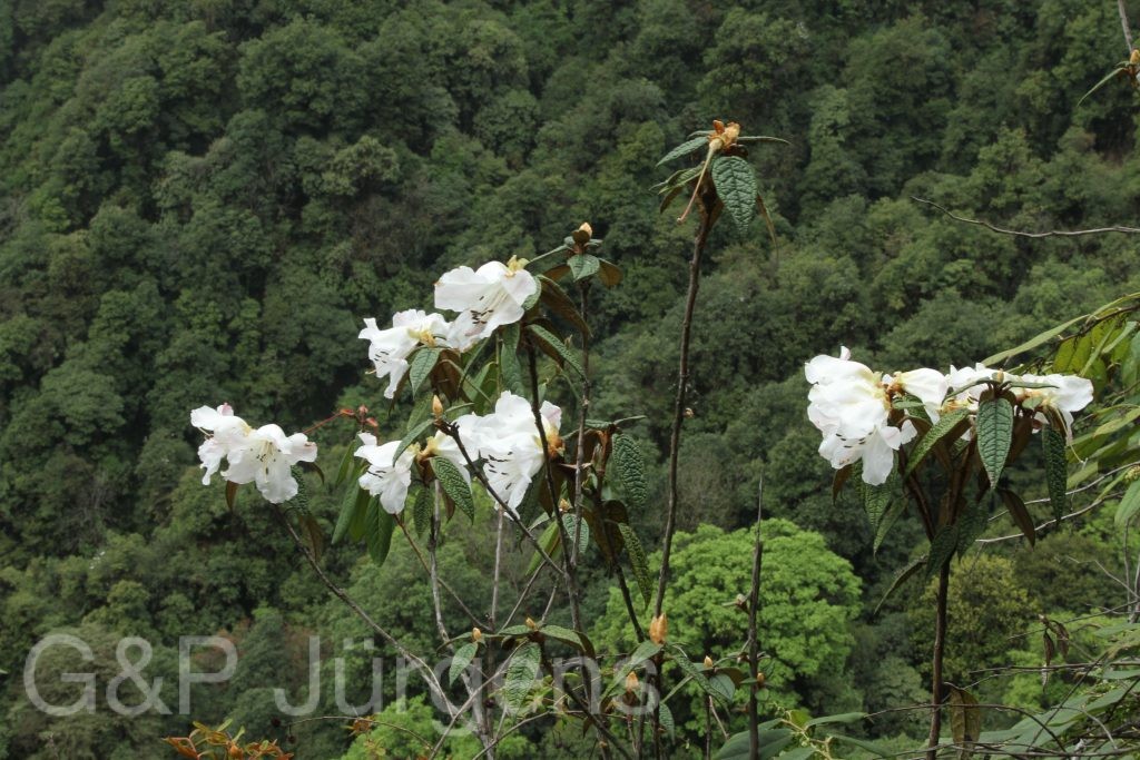 Bhutan2014 315