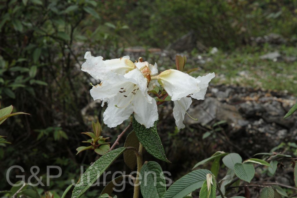 Bhutan2014 317