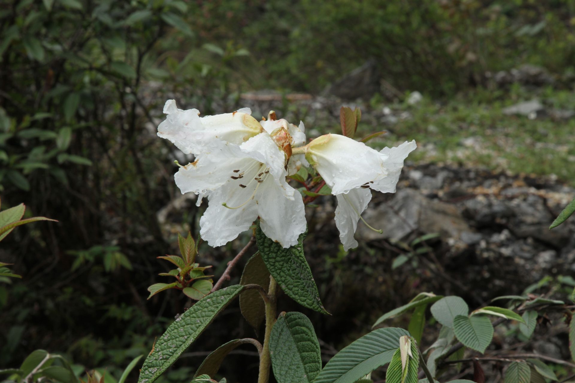 Rhododendron edgeworthii — Ericaceae