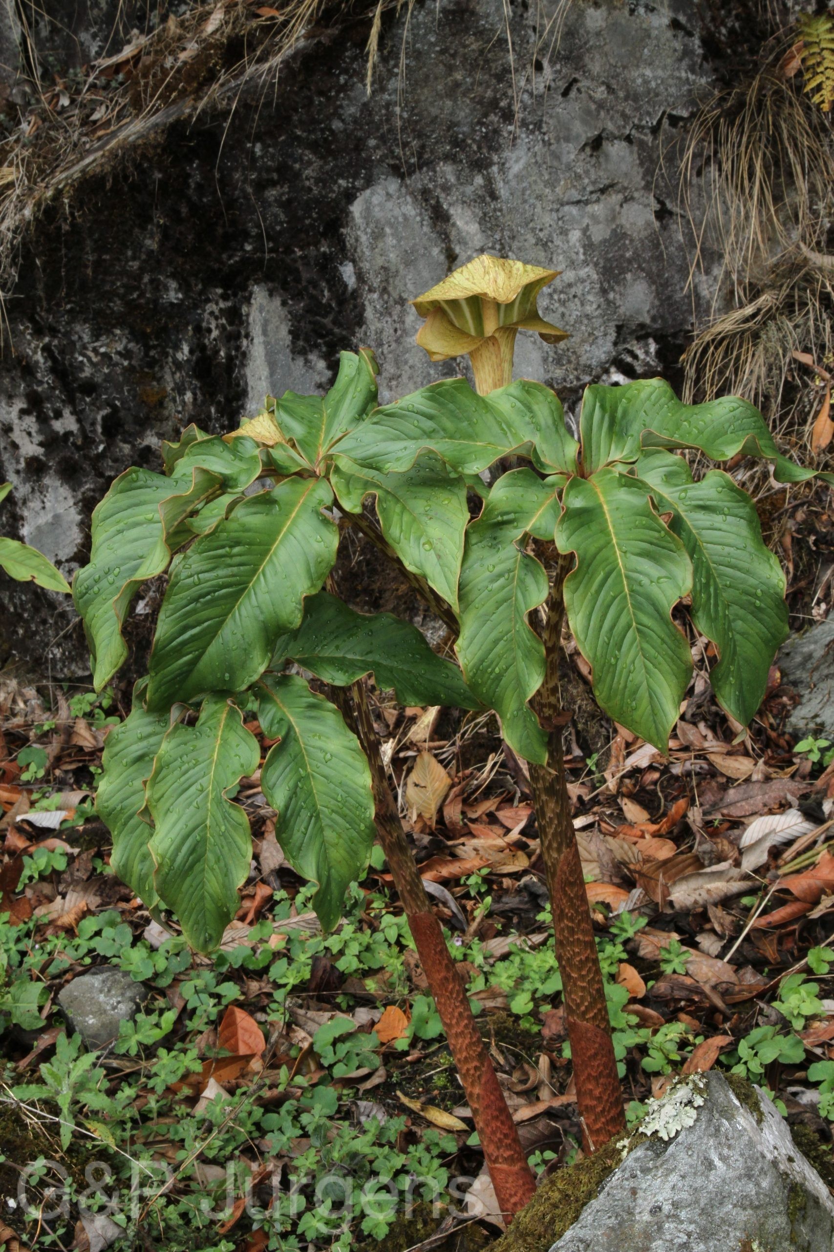Arisaema nepenthoides — Araceae
