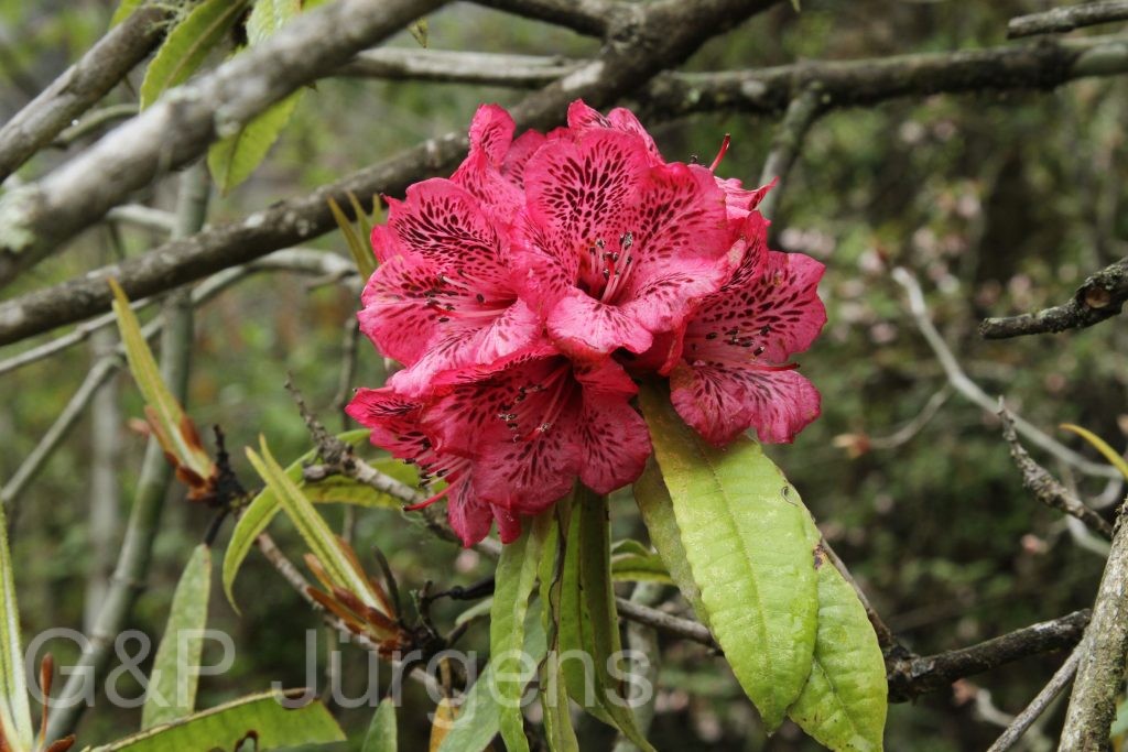 Bhutan2014 334