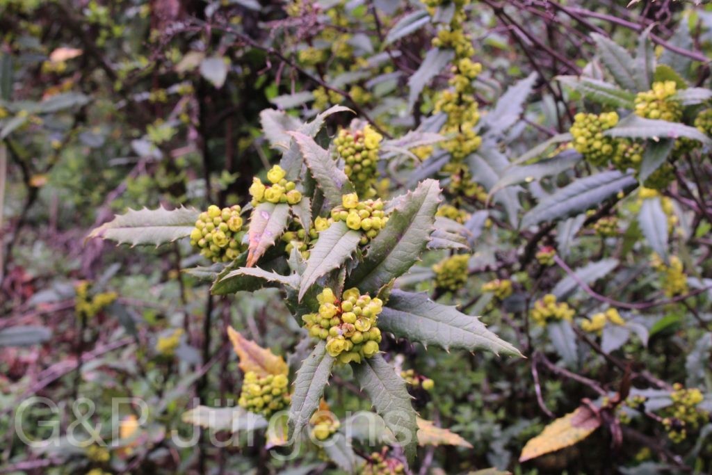Bhutan2014 336