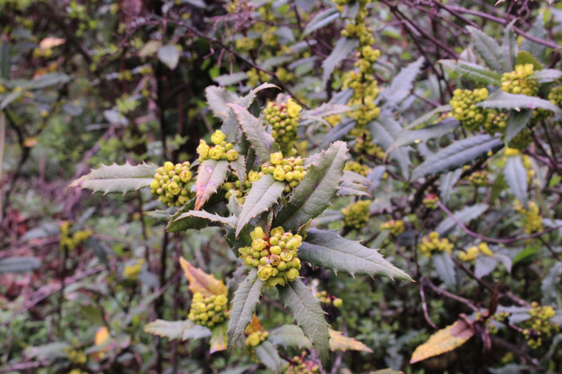 Berberis insignis — Berberidaceae