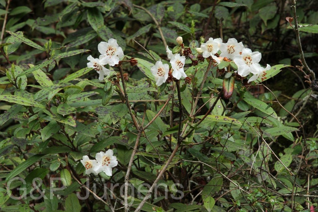 Bhutan2014 338