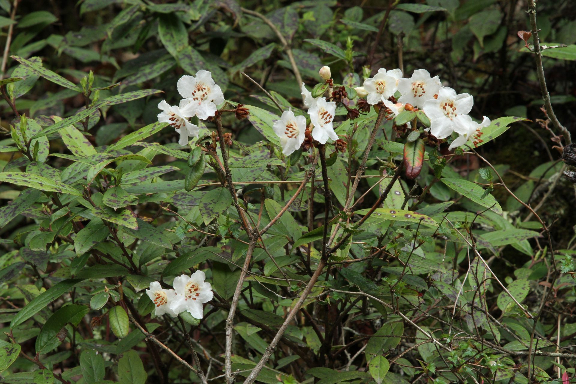 Rhododendron pendulum — Ericaceae