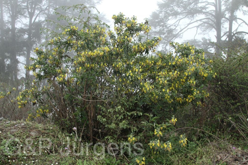 Bhutan2014 342