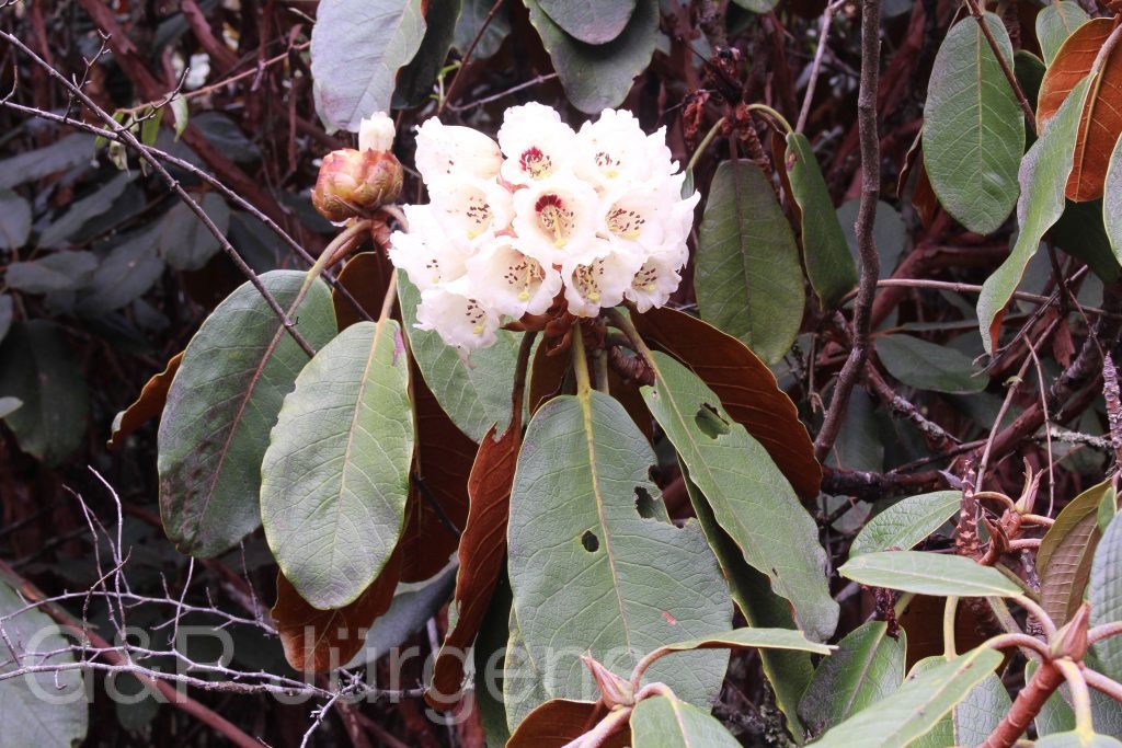 Bhutan2014 349