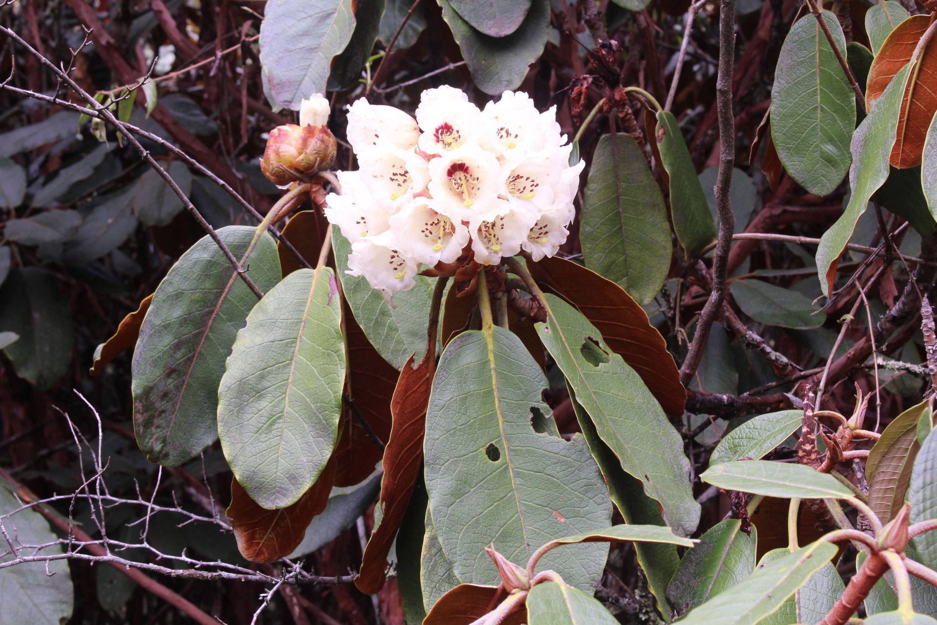 Rhododendron falconeri — Ericaceae