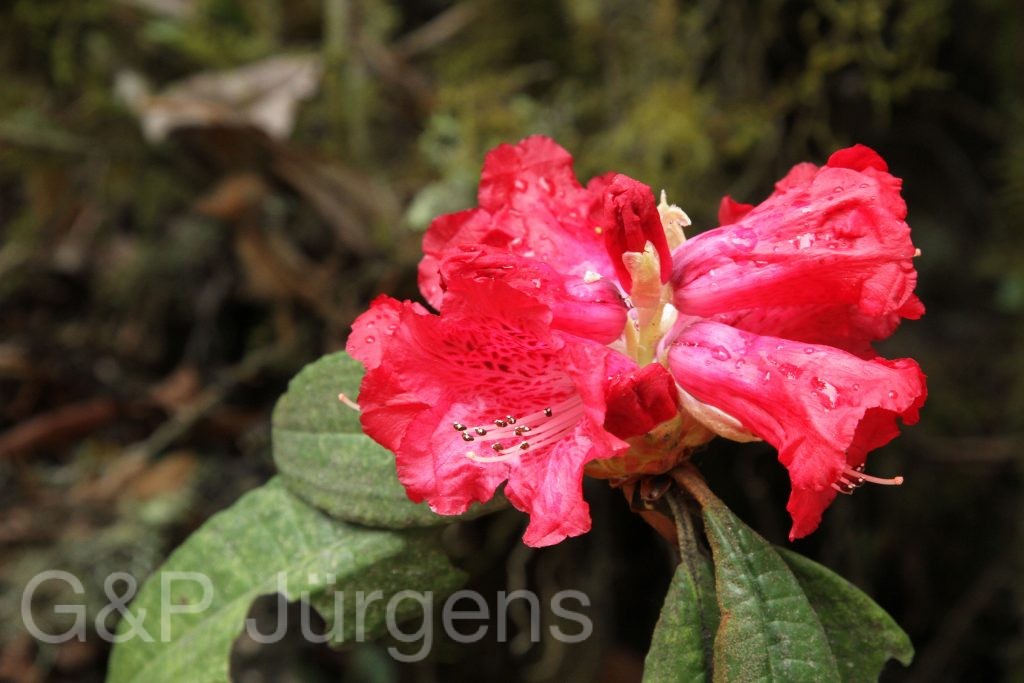 Bhutan2014 359