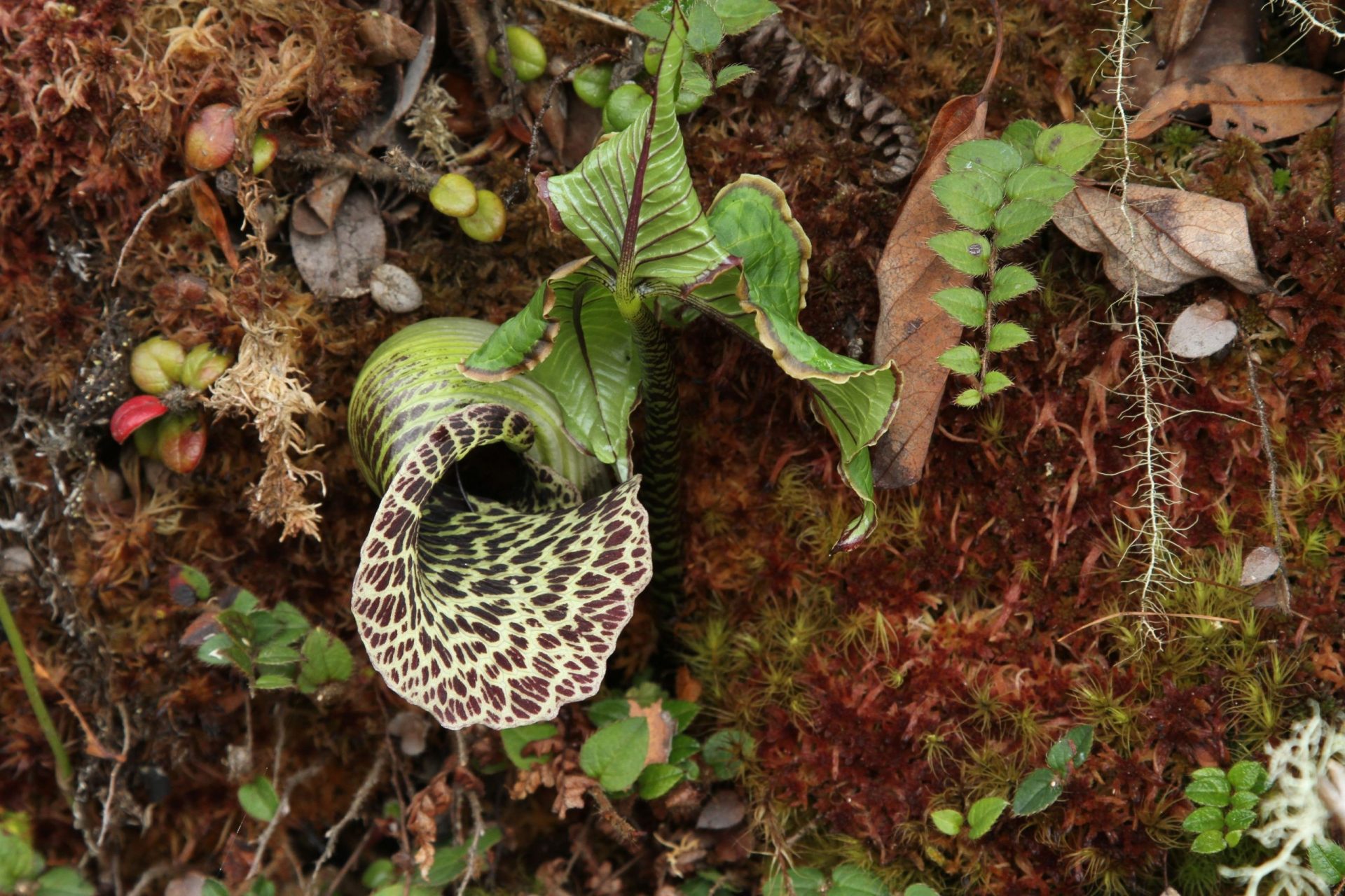 Arisaema griffithii — Araceae