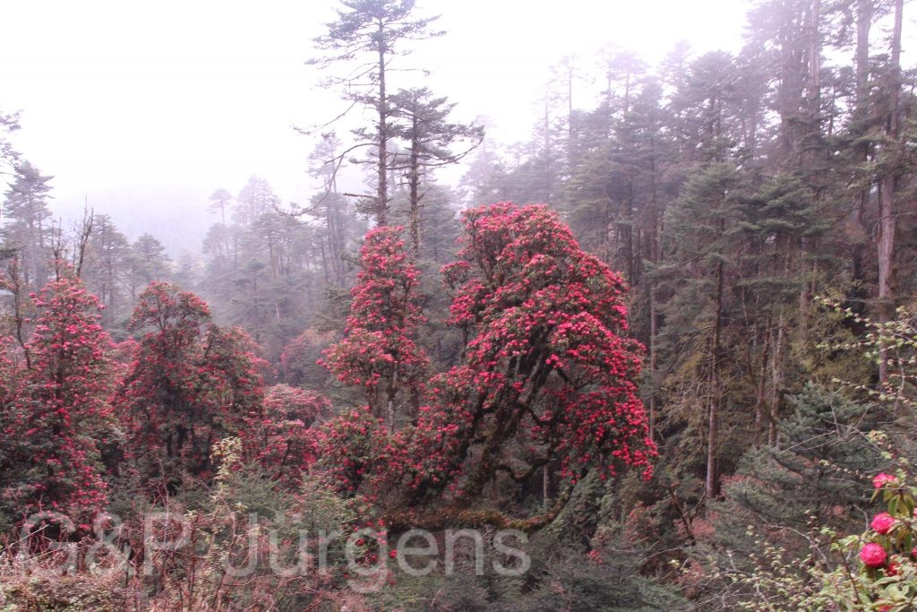 Bhutan2014 370