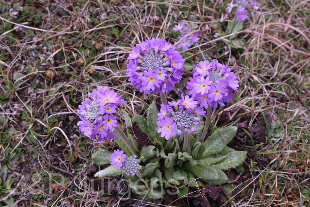 Bhutan2014 378