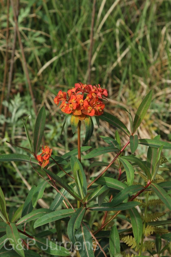 Bhutan2014 397