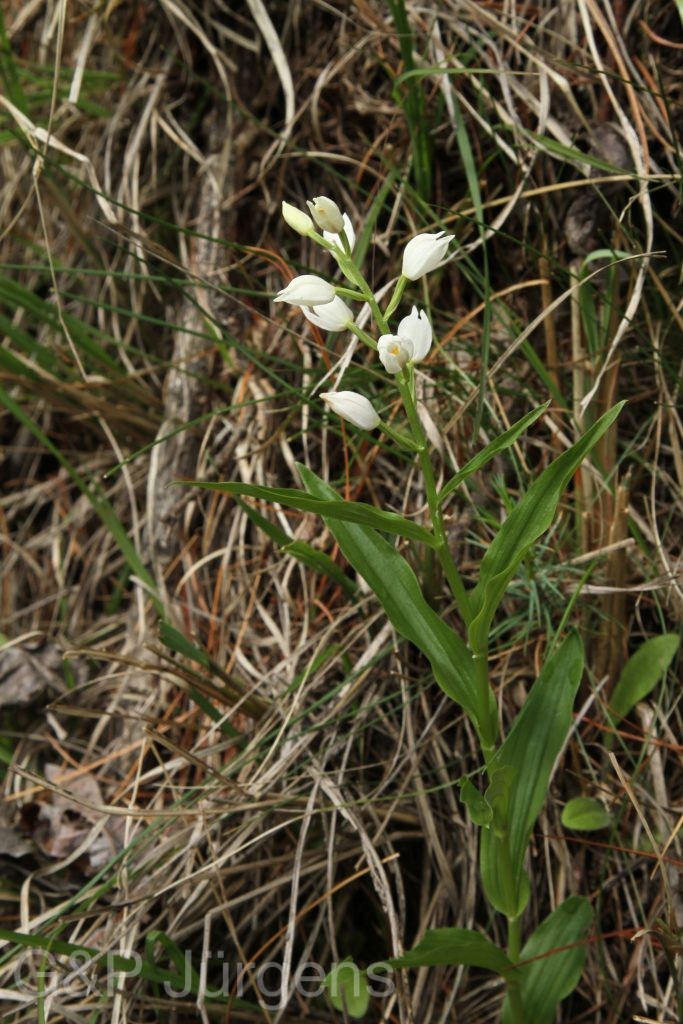 Bhutan2014 398