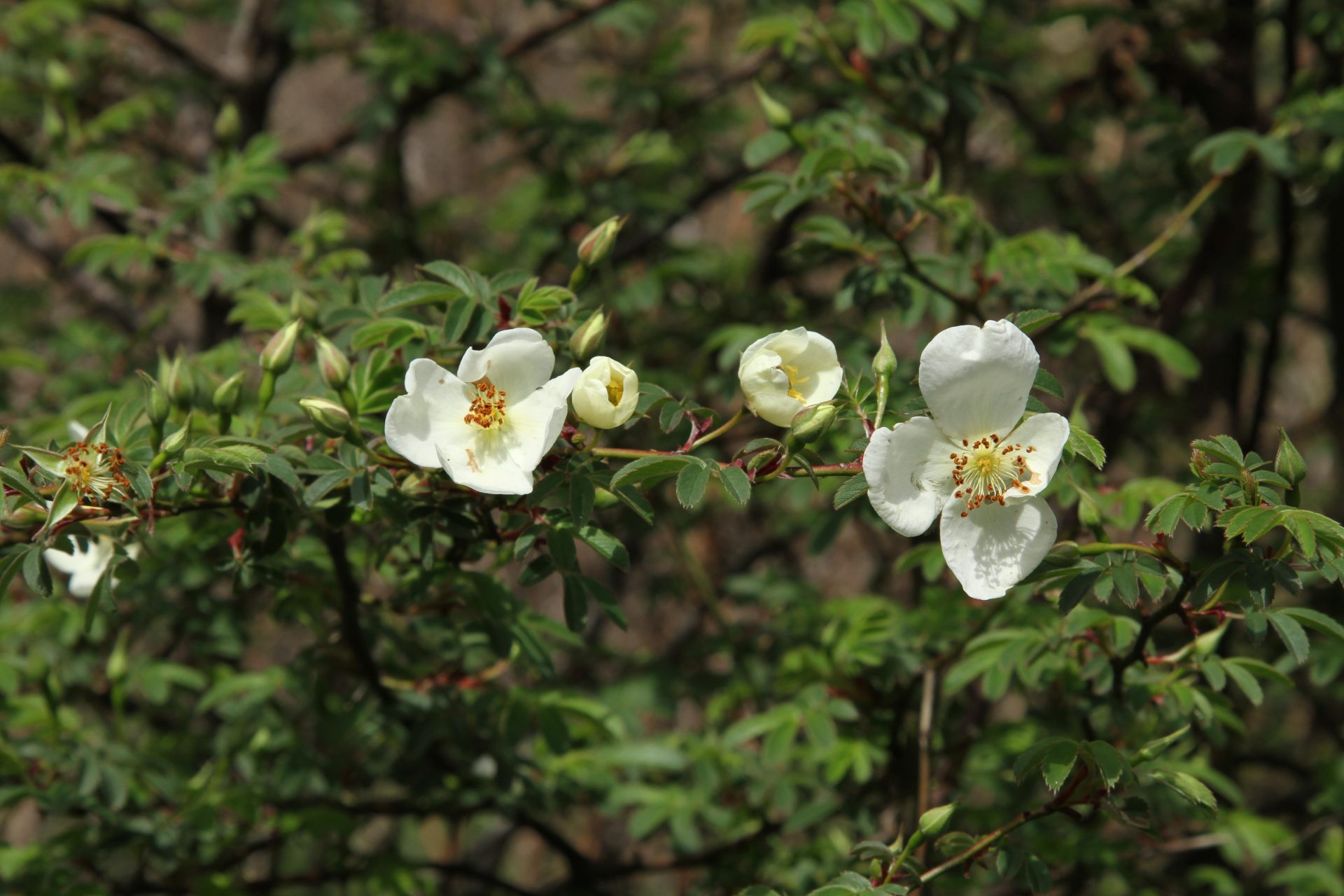Rosa sericea — Rosaceae